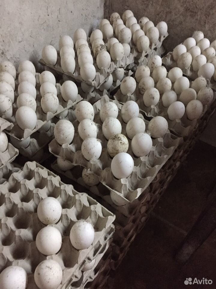 Яйцо гуся купить на Зозу.ру - фотография № 1