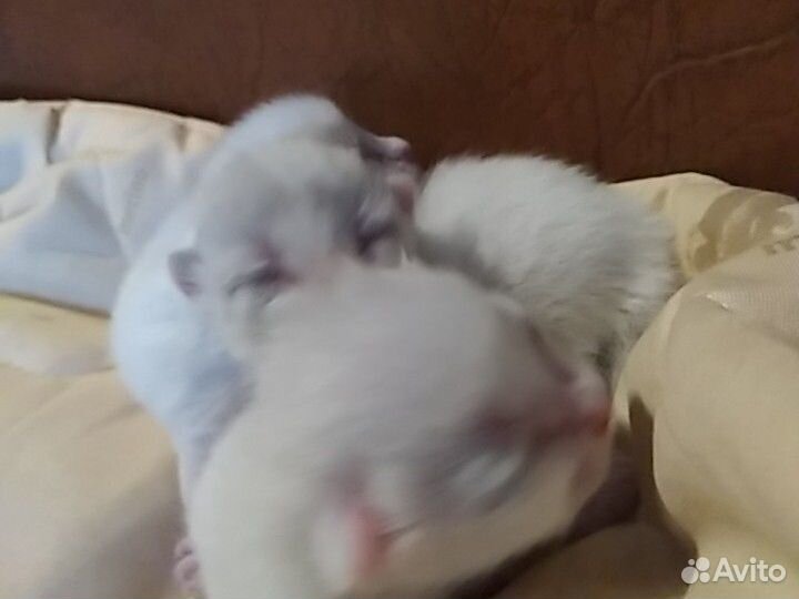 Котятки новорожденные беленькие купить на Зозу.ру - фотография № 4