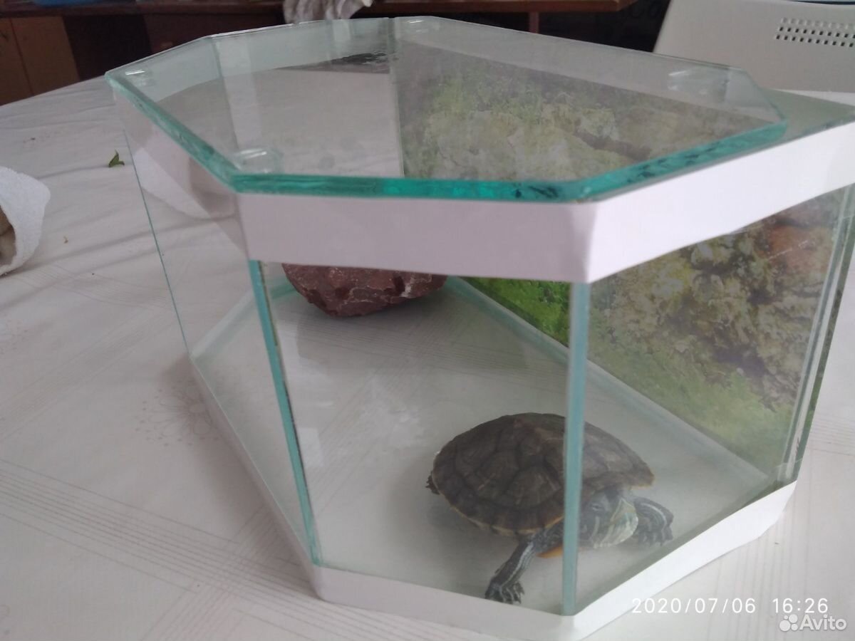 Черепаха красноухая+ аквариум купить на Зозу.ру - фотография № 10
