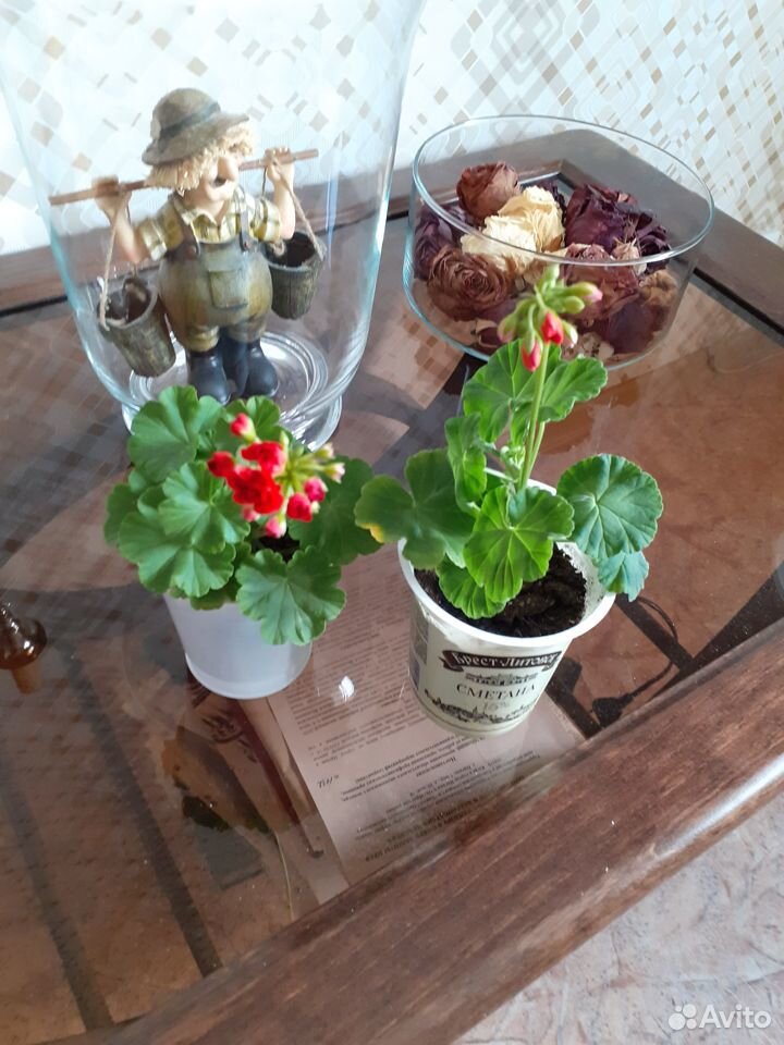 Растения купить на Зозу.ру - фотография № 1