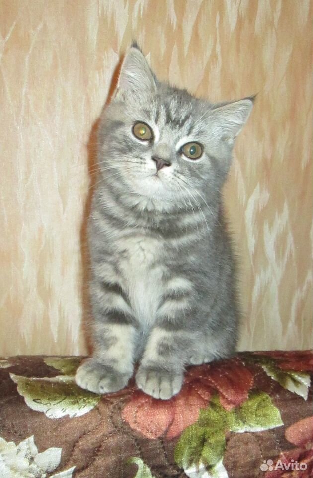 Британские котята купить на Зозу.ру - фотография № 7