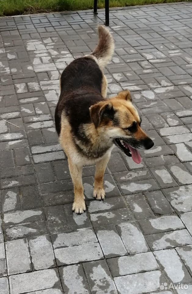 Собака Ася очень ждет любящих хозяев купить на Зозу.ру - фотография № 2