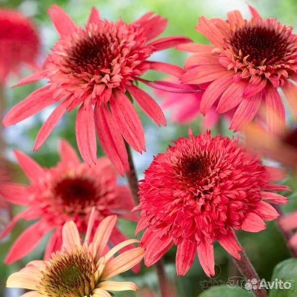 Многолетние цветы для вашего сада купить на Зозу.ру - фотография № 4
