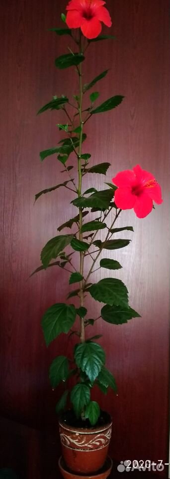 Китайская роза (Гибискус ) купить на Зозу.ру - фотография № 5