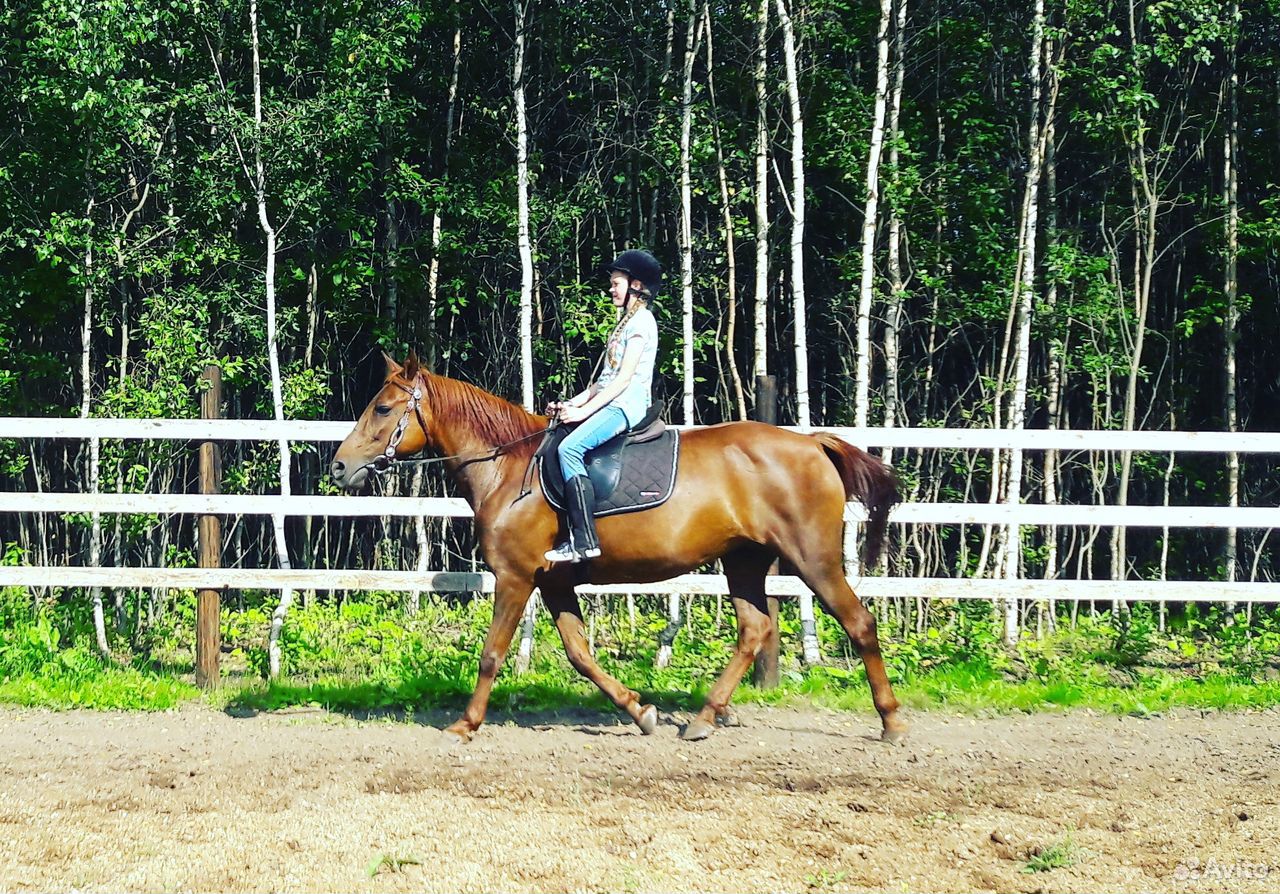 Лошадь для начинающих купить на Зозу.ру - фотография № 5