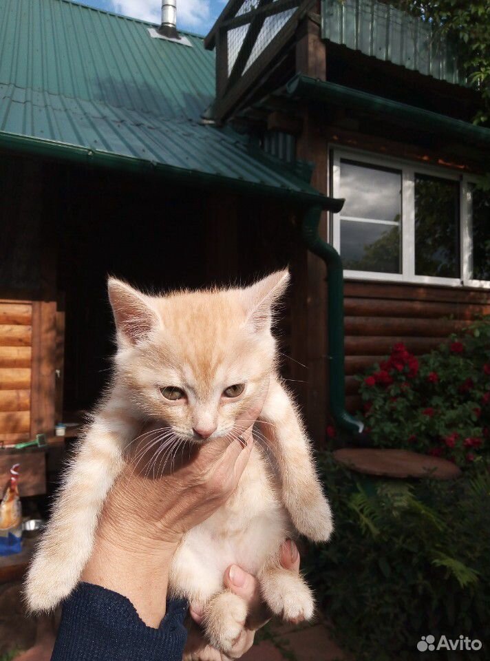 Котята дачные в добрые руки купить на Зозу.ру - фотография № 7