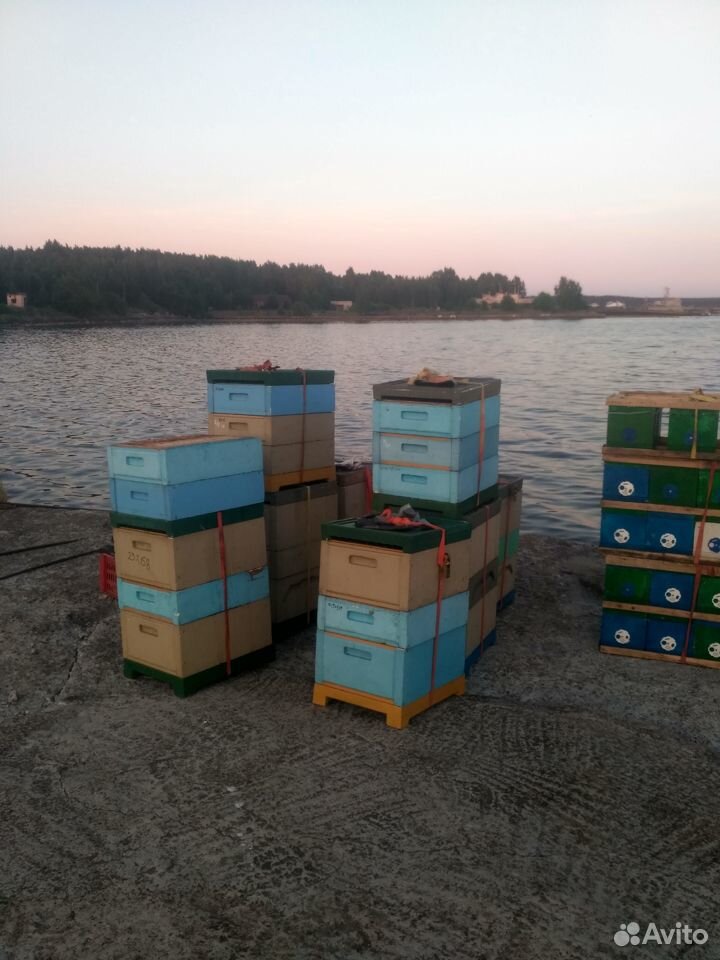 Пчеловодство в Санкт-Петербурге