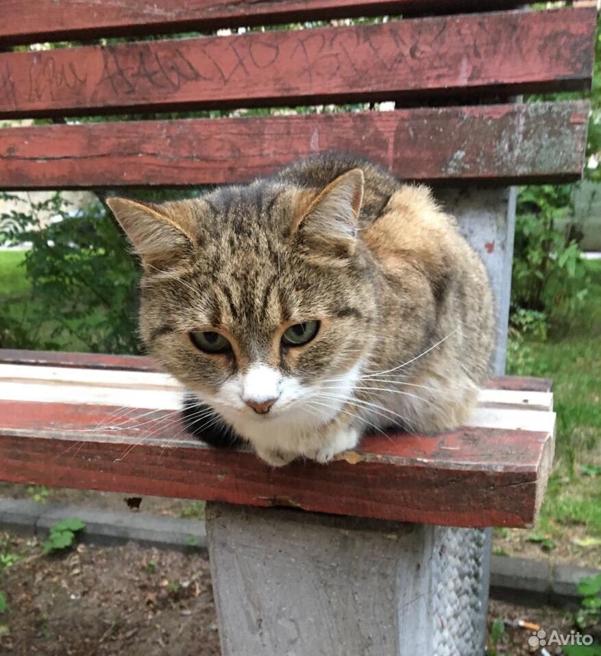 Кошка ищет дом купить на Зозу.ру - фотография № 3