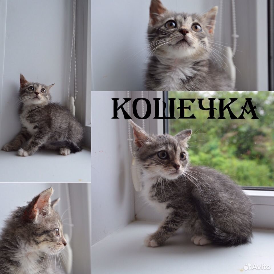 Милые котята в добрые руки купить на Зозу.ру - фотография № 2