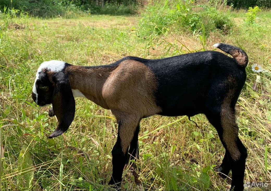 Англо нубийские козы купить