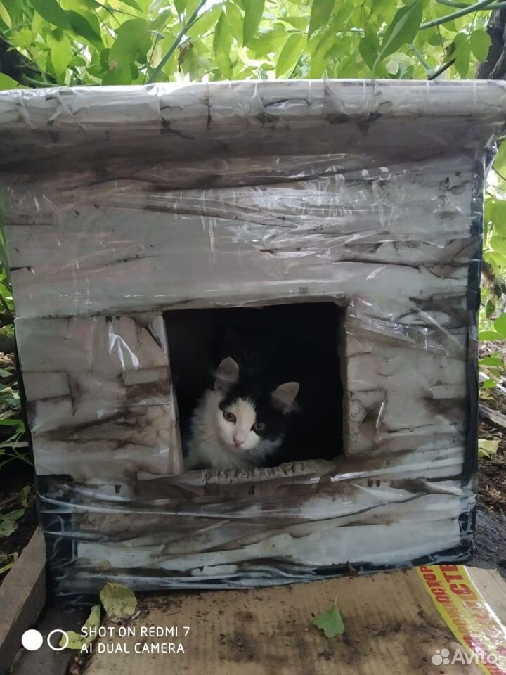 Котята ищут хозяев купить на Зозу.ру - фотография № 9