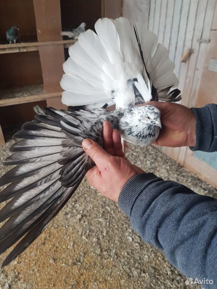 Николаевские голуби купить на Зозу.ру - фотография № 2