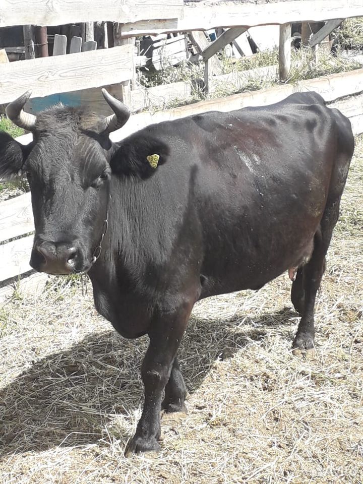 Продам быков,коров купить на Зозу.ру - фотография № 6