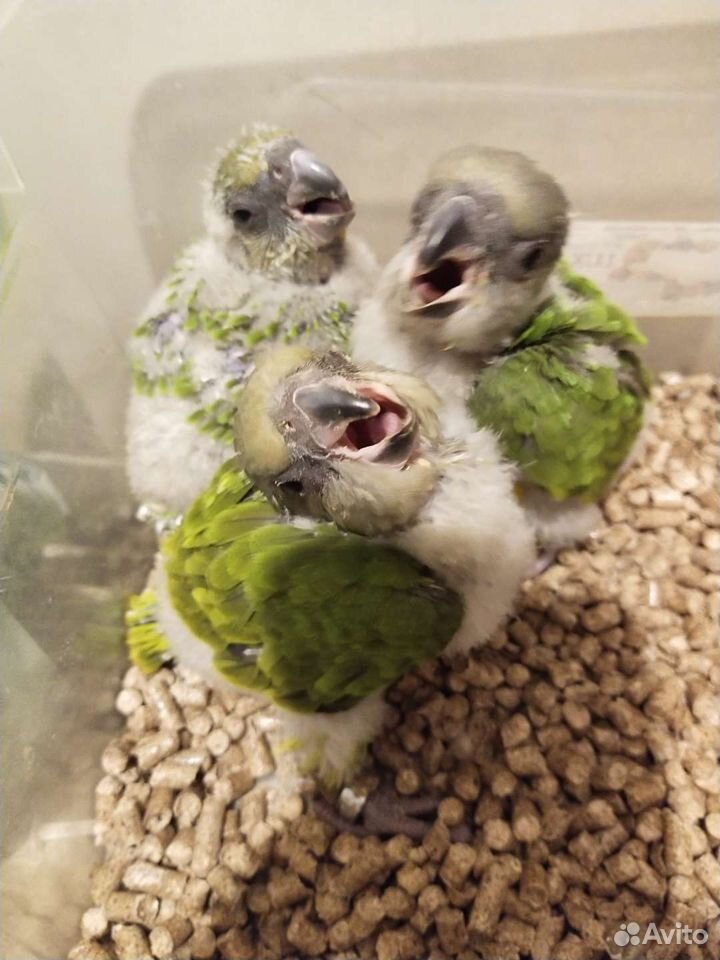 Сенегальский попугай птенцы выкормыши купить на Зозу.ру - фотография № 8
