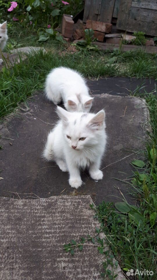 Котята беленькие отдам в дар купить на Зозу.ру - фотография № 1