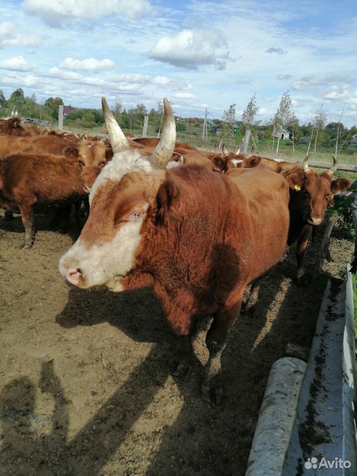 Коровы, быки купить на Зозу.ру - фотография № 5