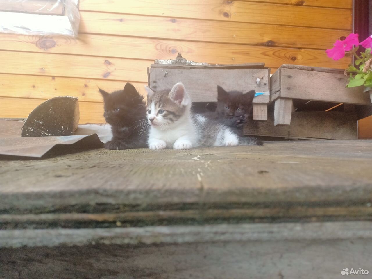 Котята ждут своих хозяев купить на Зозу.ру - фотография № 1