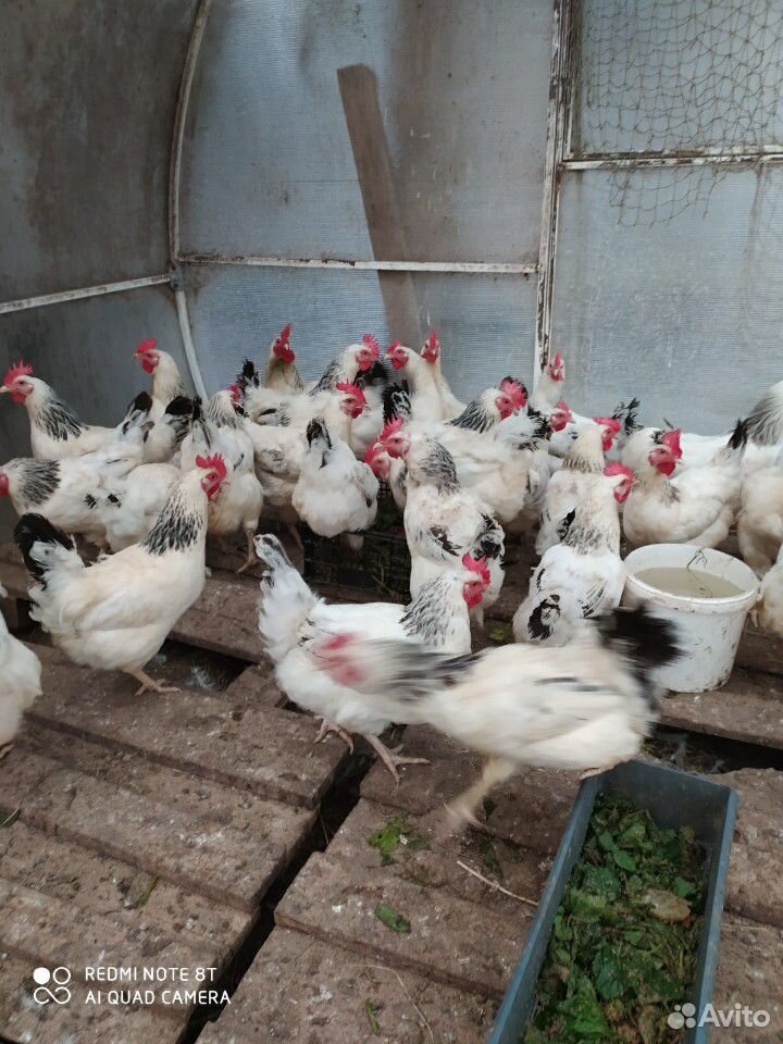 Куры молодки цыплята купить на Зозу.ру - фотография № 4