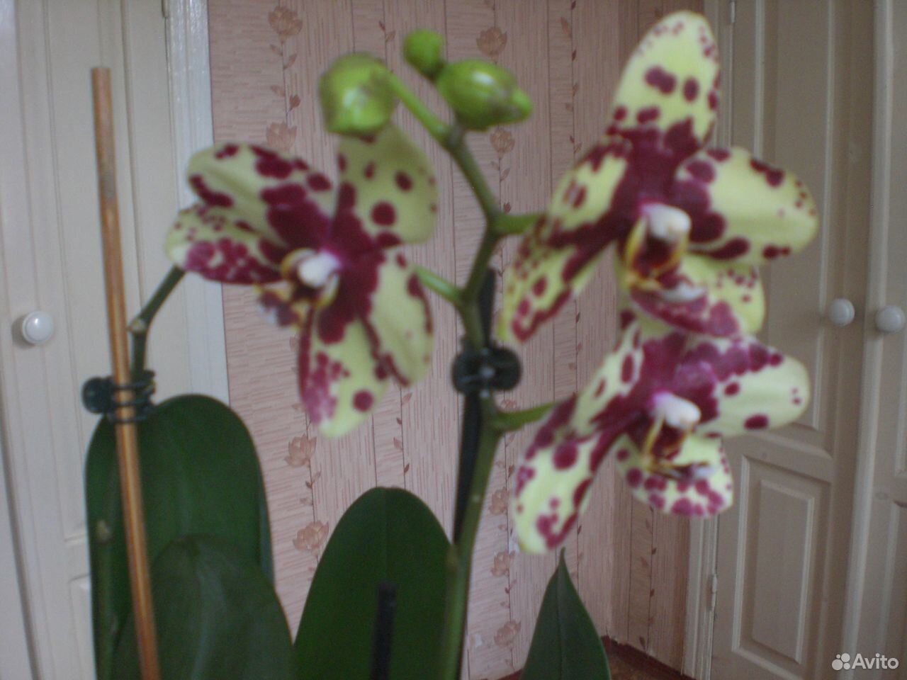 Орхидея-восковик купить на Зозу.ру - фотография № 2