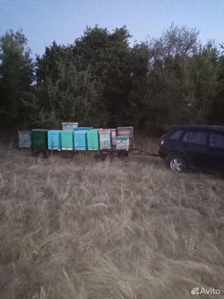 Пчелосемьи и телега купить на Зозу.ру - фотография № 6