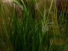 Трава для аквариума Валиснэрия объявление продам