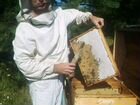 Пчелосемьи, рой, нуклеусы объявление продам