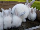 Крольчата разных пород объявление продам