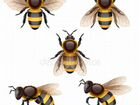 Пчелосемьи-дадан объявление продам