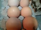 Яйца домашние, инкубационные объявление продам