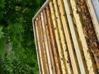 Пчёлосемьи (пчелы, пчелопакеты, отводки) объявление продам