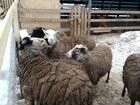 Козы овцы свиньи венгерская мангалица объявление продам