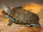 Черепаха красно-ухая объявление продам
