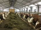 Частная молочная ферма объявление продам