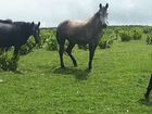 Карачаевские лошади объявление продам