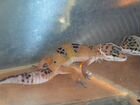 Улыбающийся геккон (эублефар) объявление продам