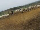 Телки и овцы объявление продам