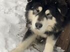 Собака аляскинский маламут объявление продам
