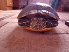 Красноухая черепаха без оквариума объявление продам