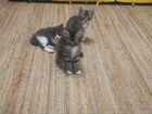 Котята кошки Курильского бобтейла объявление продам