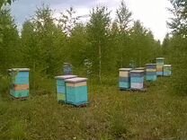 Магазин Для Пчеловодства В Новом Городе Ульяновске