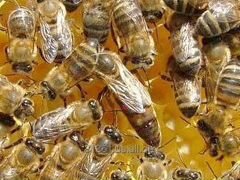Пчелы, отводки пчел 2020