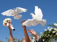 Белые голуби для торжеств