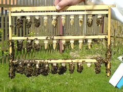 Пчелы,пчелосемьи и пчелопакеты Карника и Бакфаст