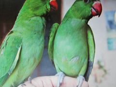 Птенцы попугаев ожереловых,корелл,волнистых