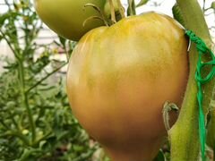 Домашняя помидора помидоры