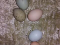 Инкубационные яйца голубые и др
