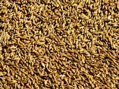 Семена пшеница ингала, Челяба75
