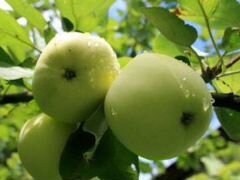 Саженцы яблони, груши, вишни, сливы