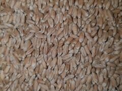 Пшеница 150000 кг