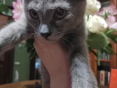 Серый трёхцветный котёнок девочка 4 месяца